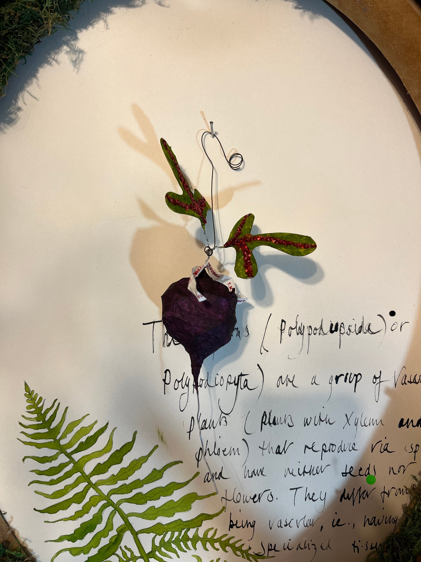 Beetroot